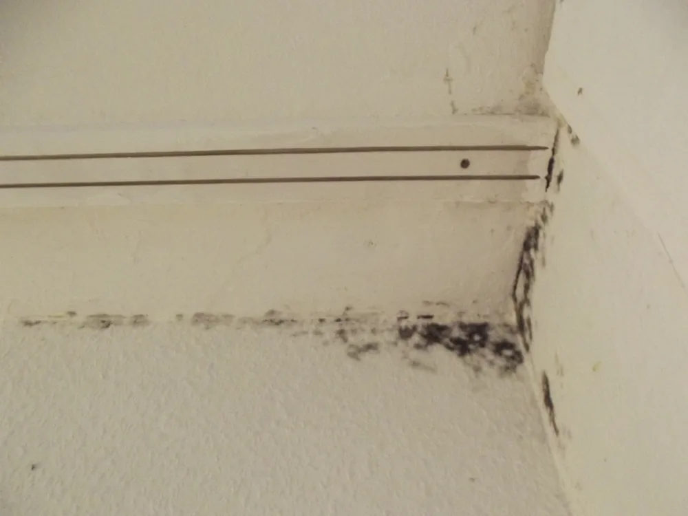Technician in protective gear removing a mold-damaged wall in a Dacono home